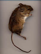 Allstate Animal Control photo mouse